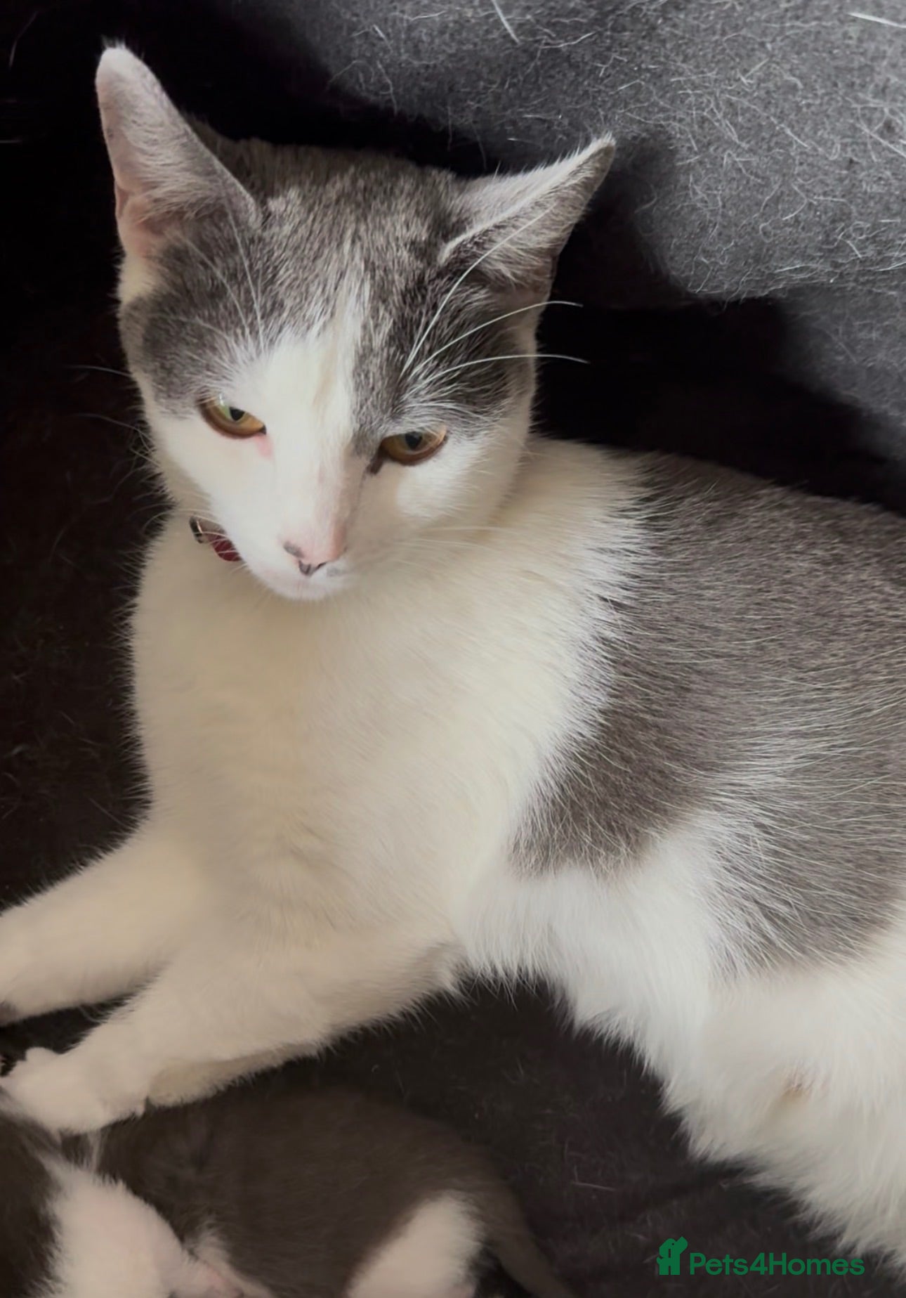 Mixed Breed cats Kittens - Advert 5