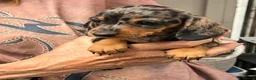 Miniature Dachshund dogs for sale: Top Quality KC Reg PRA Clear Mini Dachshunds - Advert 11