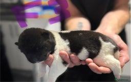 Akita dogs for sale: American Akita puppies 1 male 5 female  - Image 7