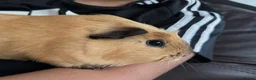 Guinea Pig rodents for sale: guinea pig sisters Honey & Maple in London - Advert 4