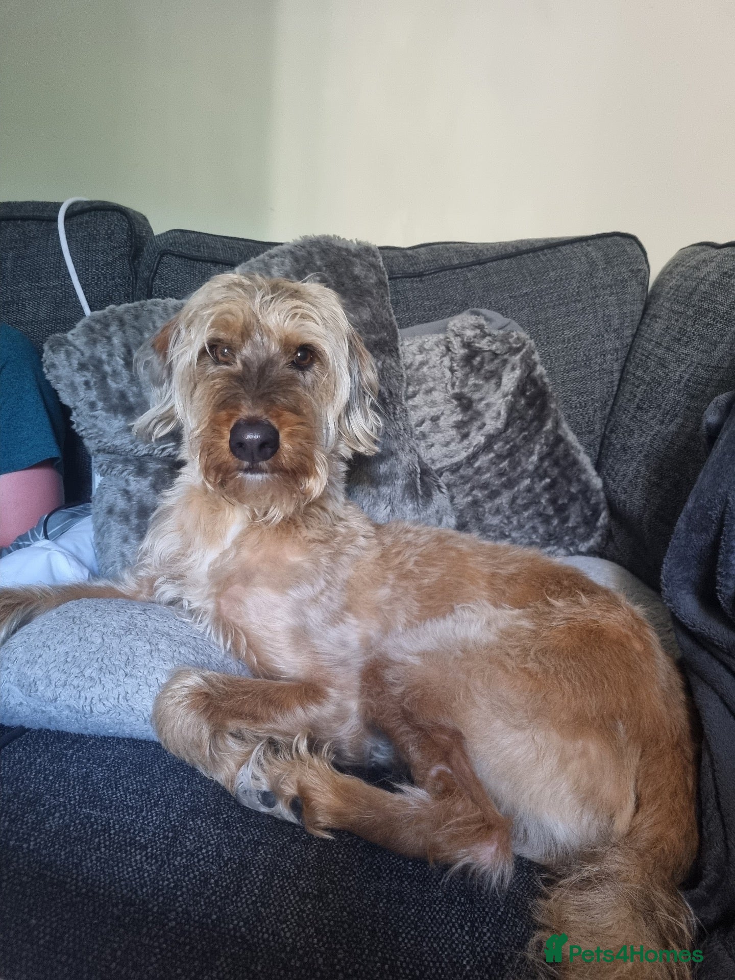Mixed Breed dogs for sale: Loving Lurcher X Poodle - Advert 18