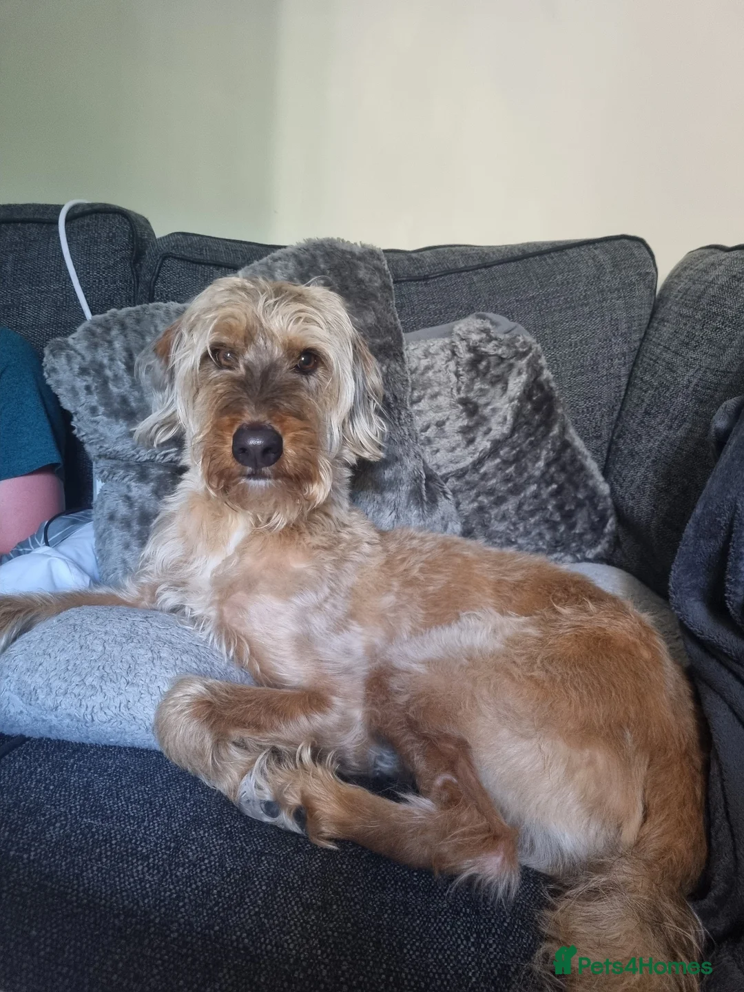 Mixed Breed dogs for sale: Loving Lurcher X Poodle in Abertillery - Advert 1