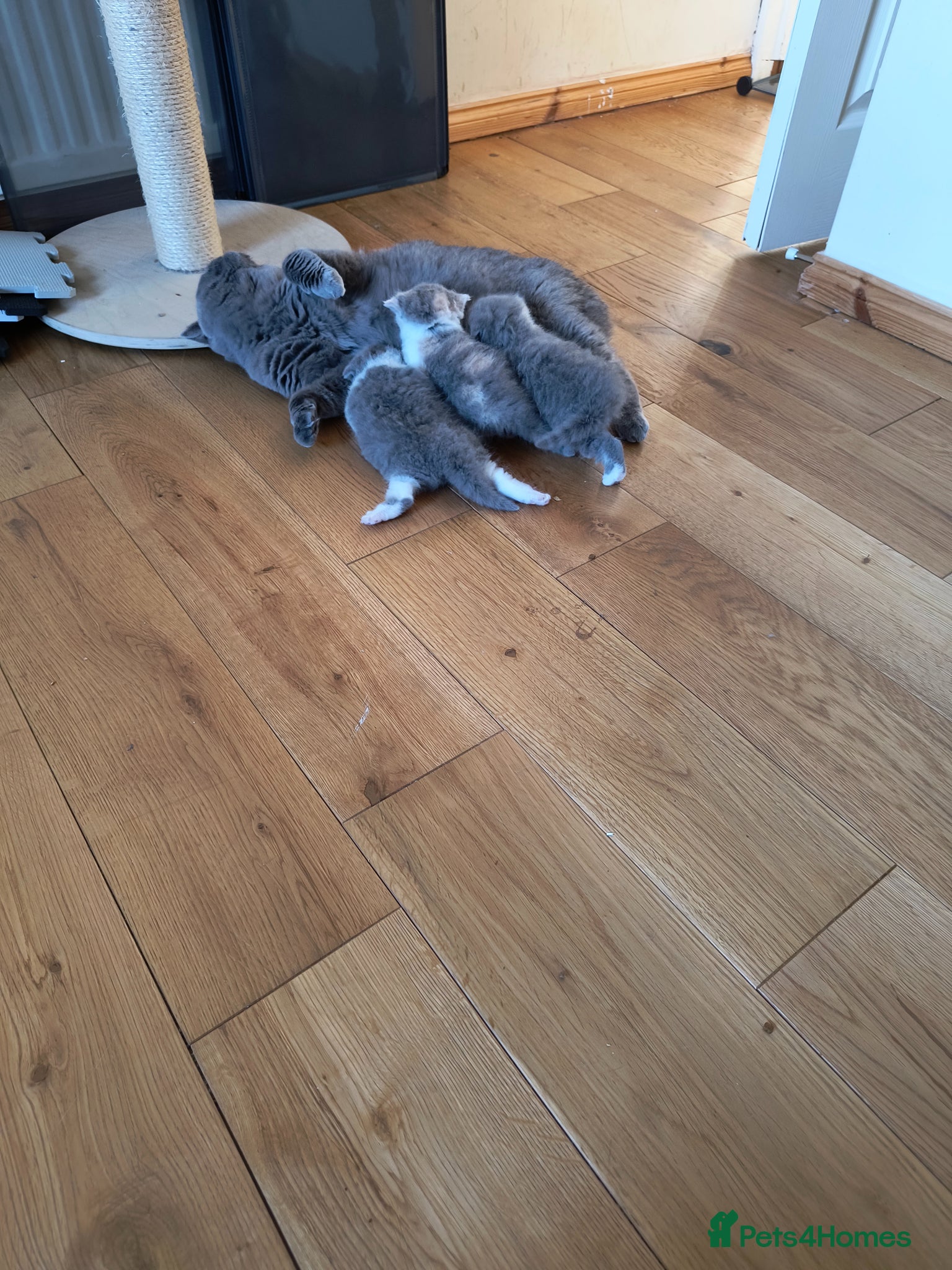 British Shorthair cats Gccf registered.Superb. Outstanding champions line - Advert 1