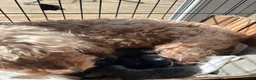 Cockapoo dogs for sale: Black Cockapoo pups with tiny white markings  in Bolton - Advert 11