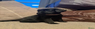 Puppy 4