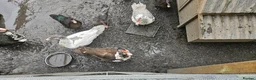 Ducks poultry for sale: POL + Adult Muscovy Hens & Drakes - Advert 15