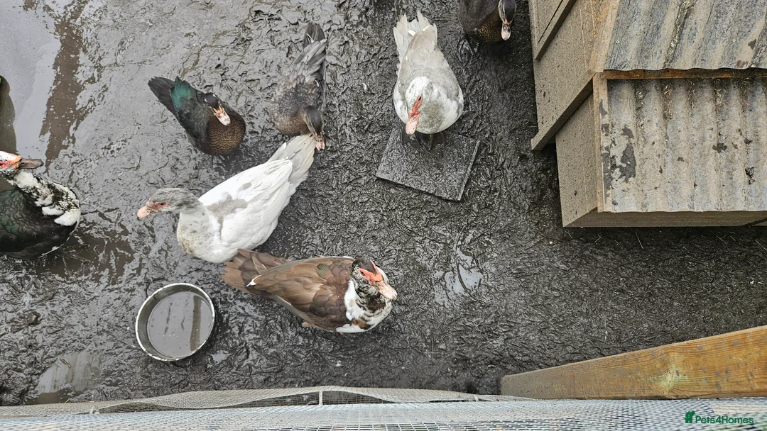Ducks poultry for sale: POL + Adult Muscovy Hens & Drakes - Advert 15