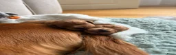 Cocker Spaniel dogs for sale: Beautiful Cocker Spaniel Puppies_Girls & One Boy - Advert 14