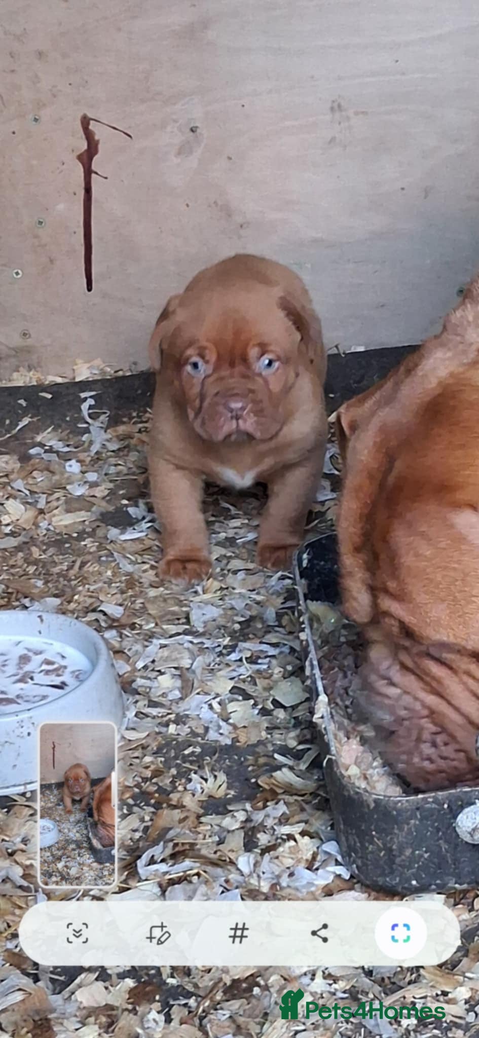 Dogue De Bordeaux dogs Dogue de bordeaux puppy - Advert 17