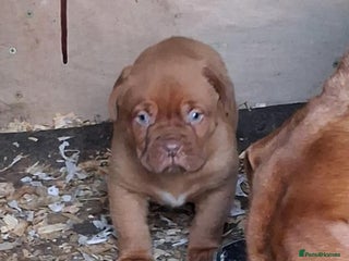Dogue De Bordeaux dogs Dogue de bordeaux puppy - Advert 14