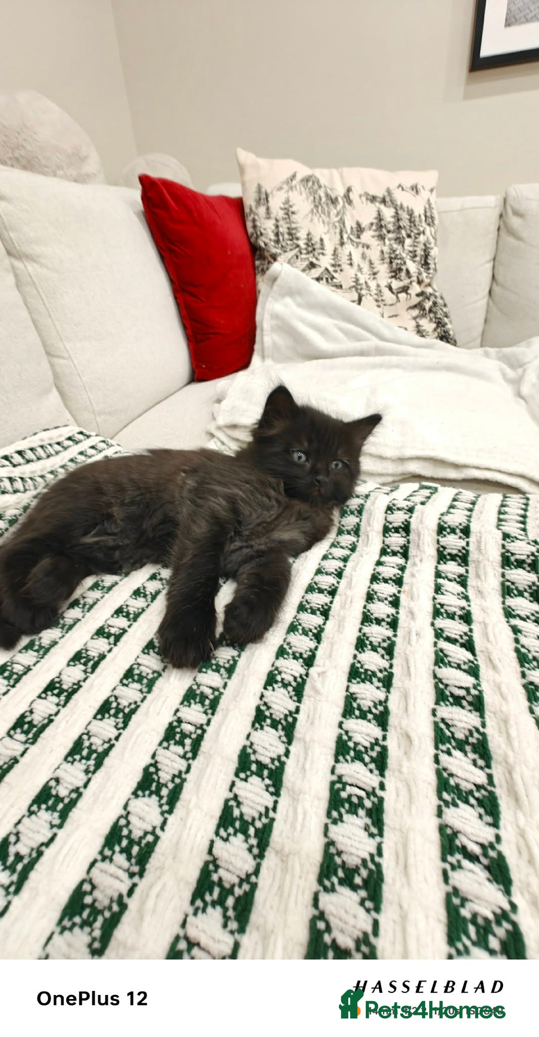 Ragdoll cats for sale: Ragdoll mix  - Advert 3