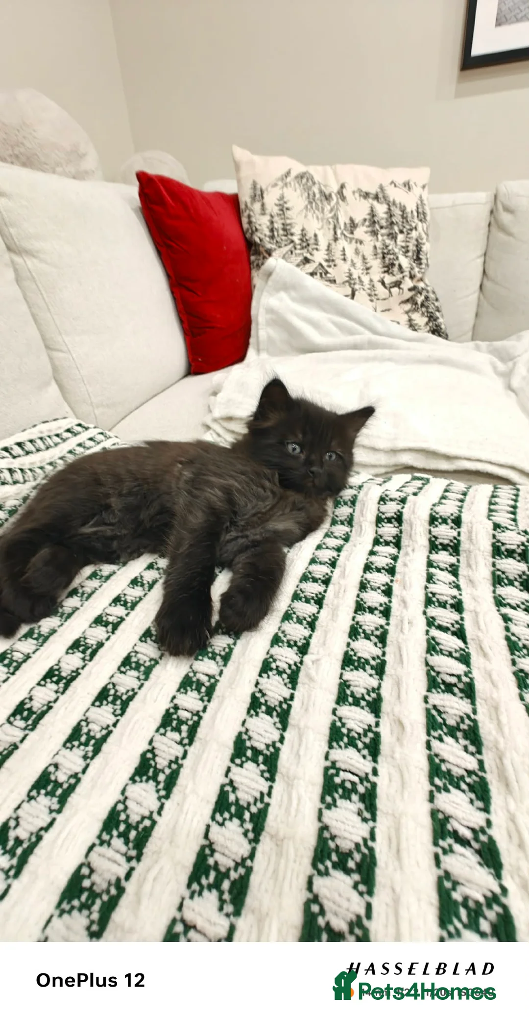 Ragdoll cats for sale: Ragdoll mix  - Advert 3