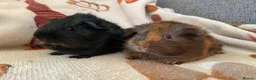 Guinea Pig rodents for sale: 2 / Pair of Female or Male Guinea Pigs ready to go - Advert 3