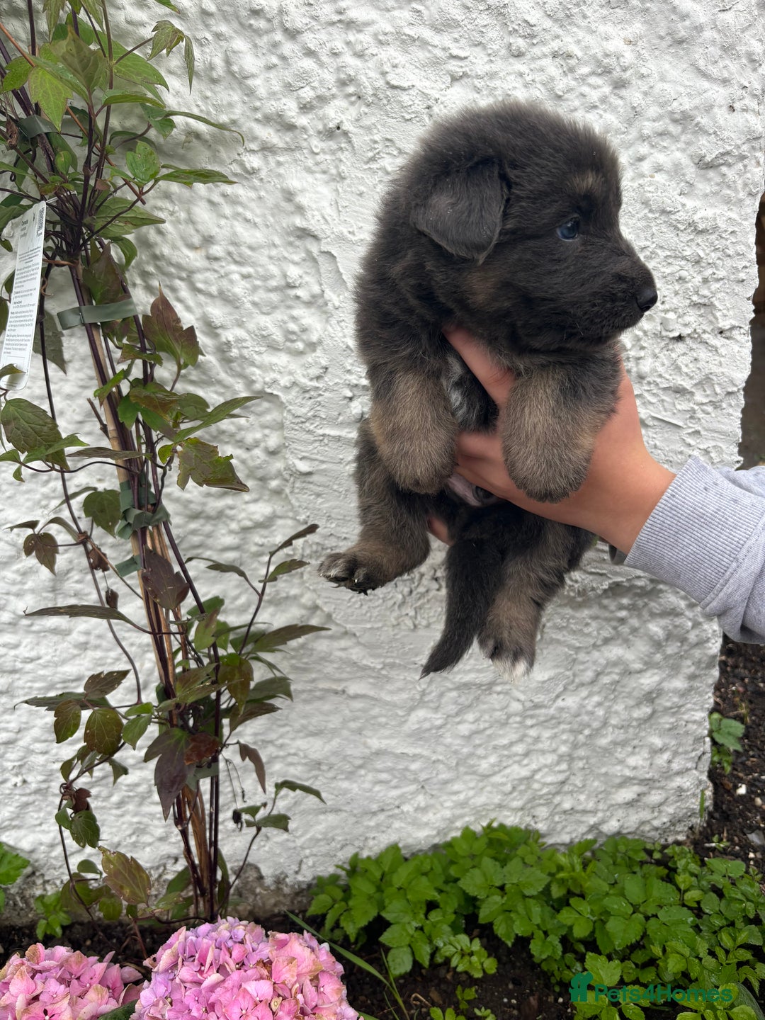 German Shepherd dogs for sale: *Top Quality, Big Chunky Pups* - Image 8