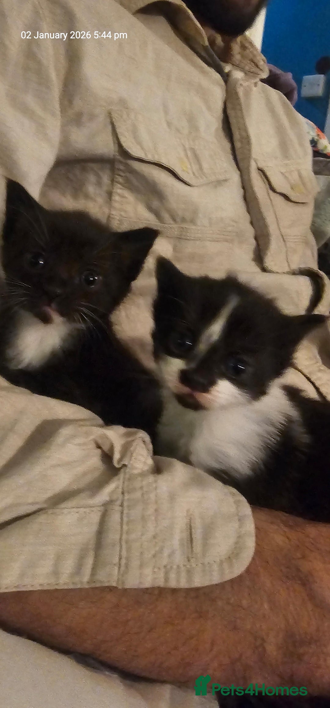 Mixed Breed cats for sale: 5 adorable kittens - Advert 4