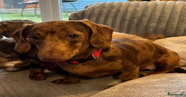 Mixed Breed dogs Shweenies (dachshund x Shih tzu) - Advert 8