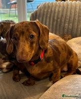 Mixed Breed dogs Shweenies (dachshund x Shih tzu) - Advert 8