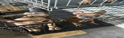 French Bulldog dogs for sale: Pedigree French bulldog puppies  - Advert 2