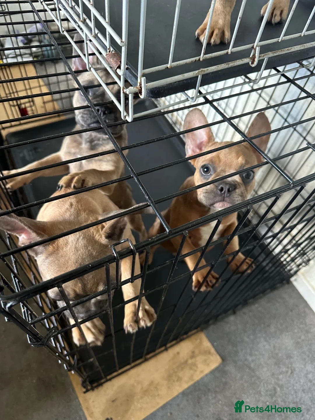 French Bulldog dogs for sale: Pedigree French bulldog puppies  - Advert 2