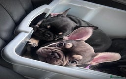 French Bulldog dogs for sale: Ready now!!! - Image 2