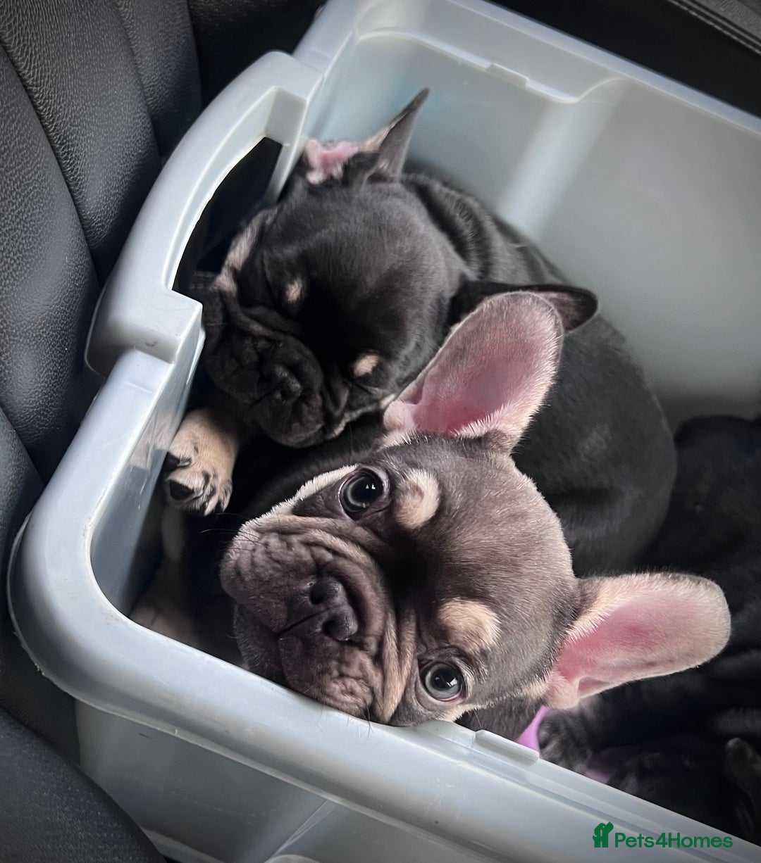 French Bulldog dogs for sale: Ready now!!! - Image 2