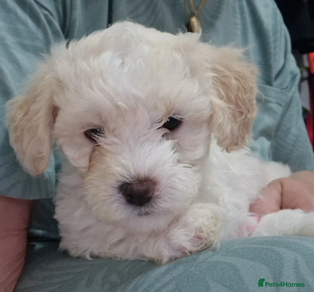 Bichon Frise dogs for sale: Beautiful Bichon Frise Puppies in Birmingham - Advert 5