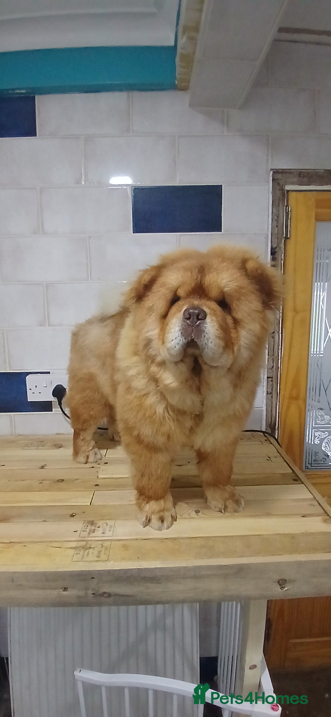 Chow Chow dogs for stud: Chow chow for stud - Advert 5