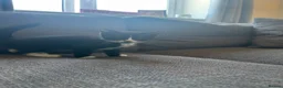Mixed Breed cats for sale: Adorable Black & White Kittens – Ready Now - Advert 6