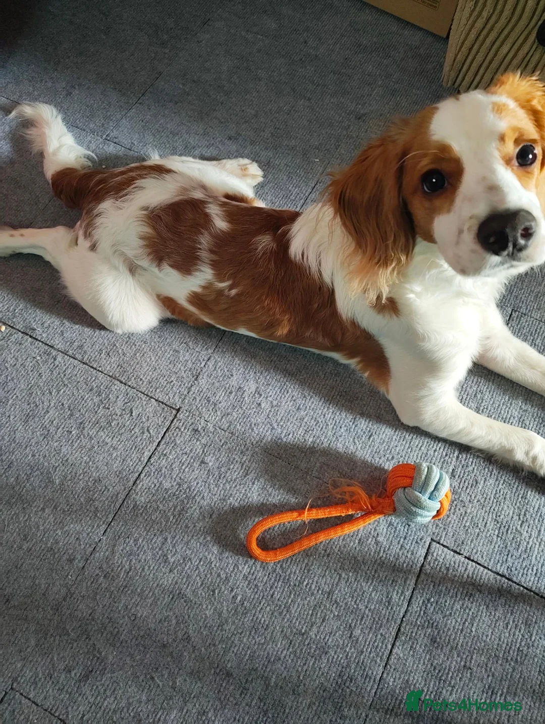 Cockapoo dogs for sale: Male, 6 months old Cockapoo named Max in Great Yarmouth - Advert 2