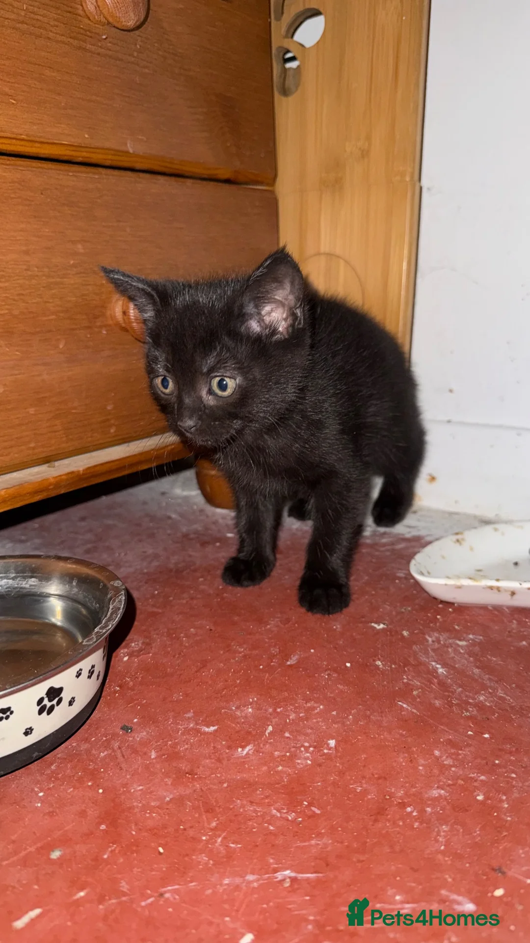 Mixed Breed cats for sale: 🐱 Mum Cat & 4 Kittens Looking for Loving Homes 🏡 in Swindon - Advert 13