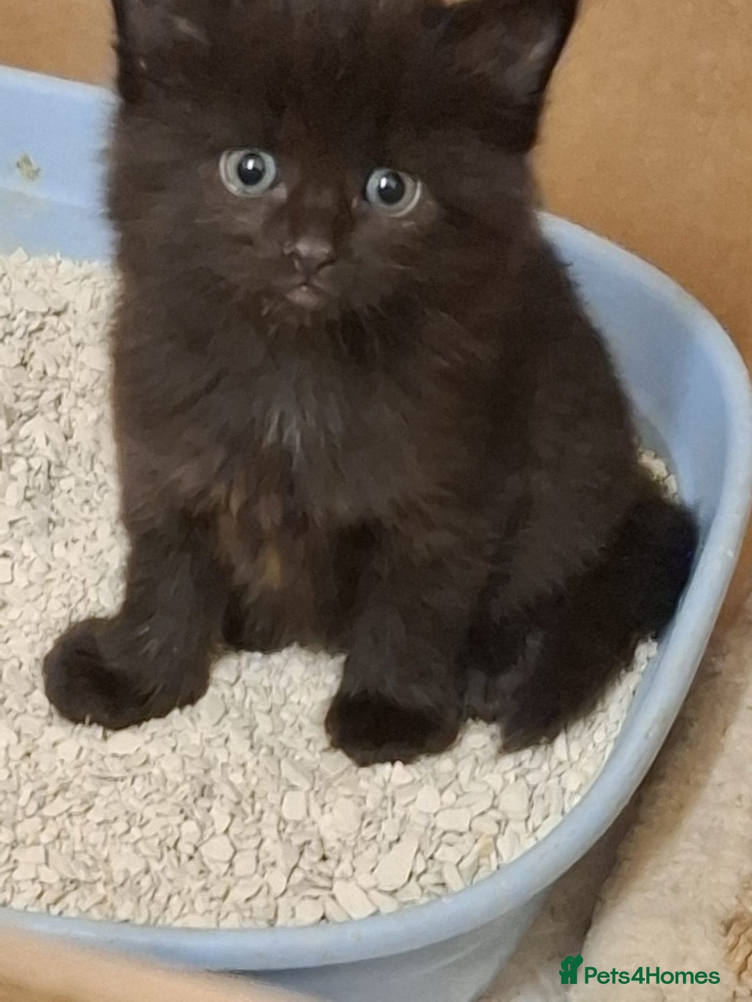 Mixed Breed cats for sale: 4 gorgerous kittens - Image 14