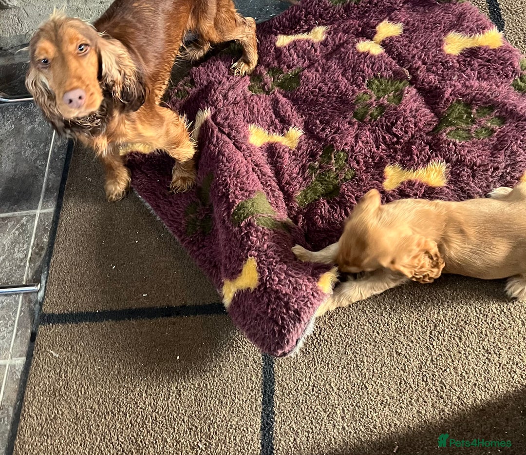 Cocker Spaniel dogs for sale: Health tested KC reg low co eff show type cockers - Advert 11