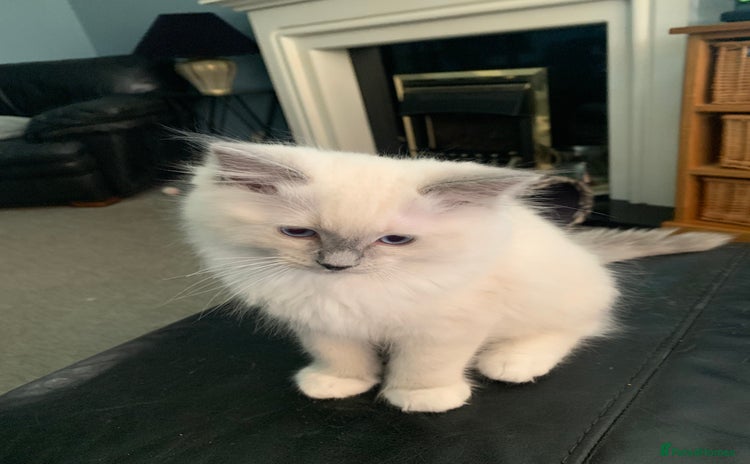 Ragdoll cats - Advert 1