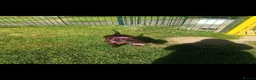Staffordshire Bull Terrier dogs for sale: Female staffy, age 4 - Advert 2