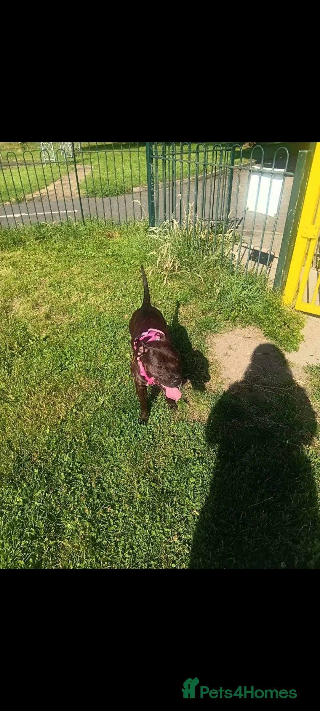 Staffordshire Bull Terrier dogs for sale: Female staffy, age 4 - Advert 2