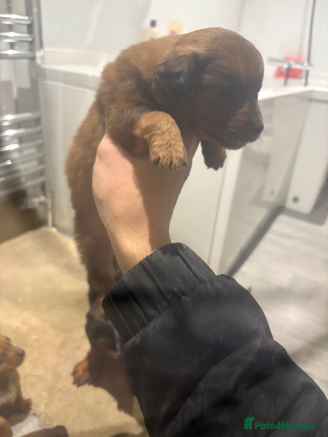 Mixed Breed dogs for sale: Dachound x Pomerania  - Advert 3
