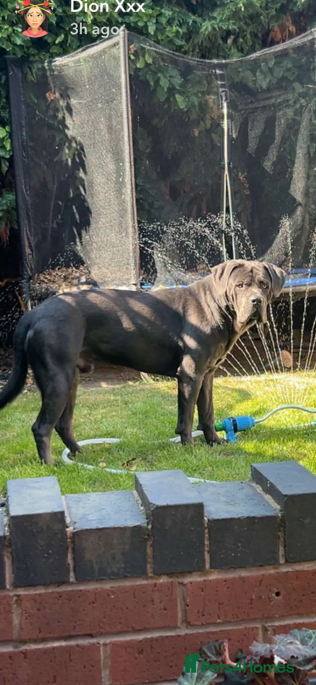 Mixed Breed dogs for sale: Cane Corso x American Bulldog puppies  - Image 21