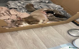 Chihuahua dogs for sale: Stunning KC Chihuahua puppies 🇬🇧 bloodlines - Image 11
