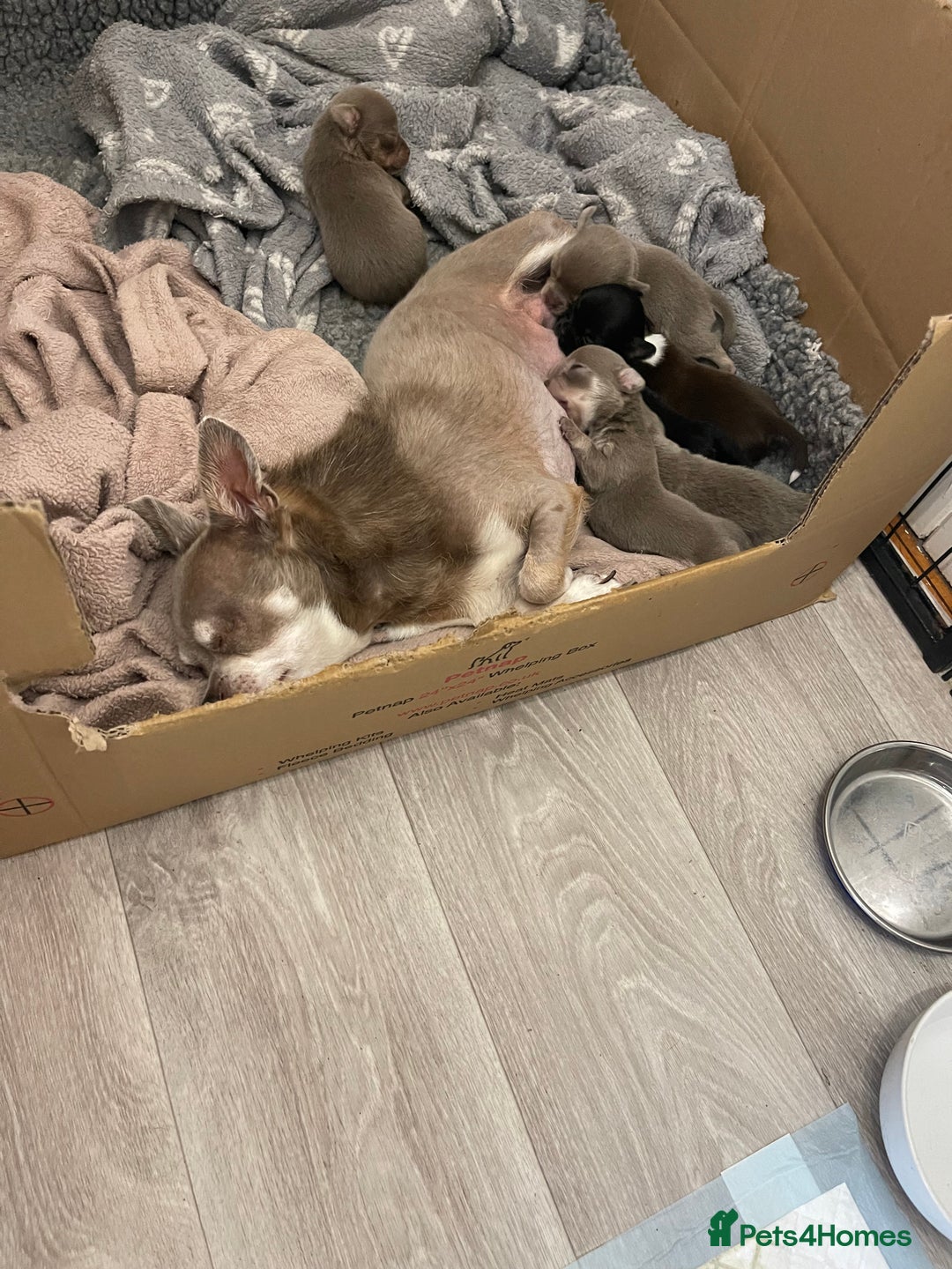 Chihuahua dogs for sale: Stunning KC Chihuahua puppies 🇬🇧 bloodlines - Image 11