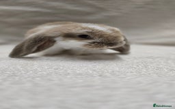 French Lop rabbits for sale: Beautiful French Lop Bunnies - Image 18