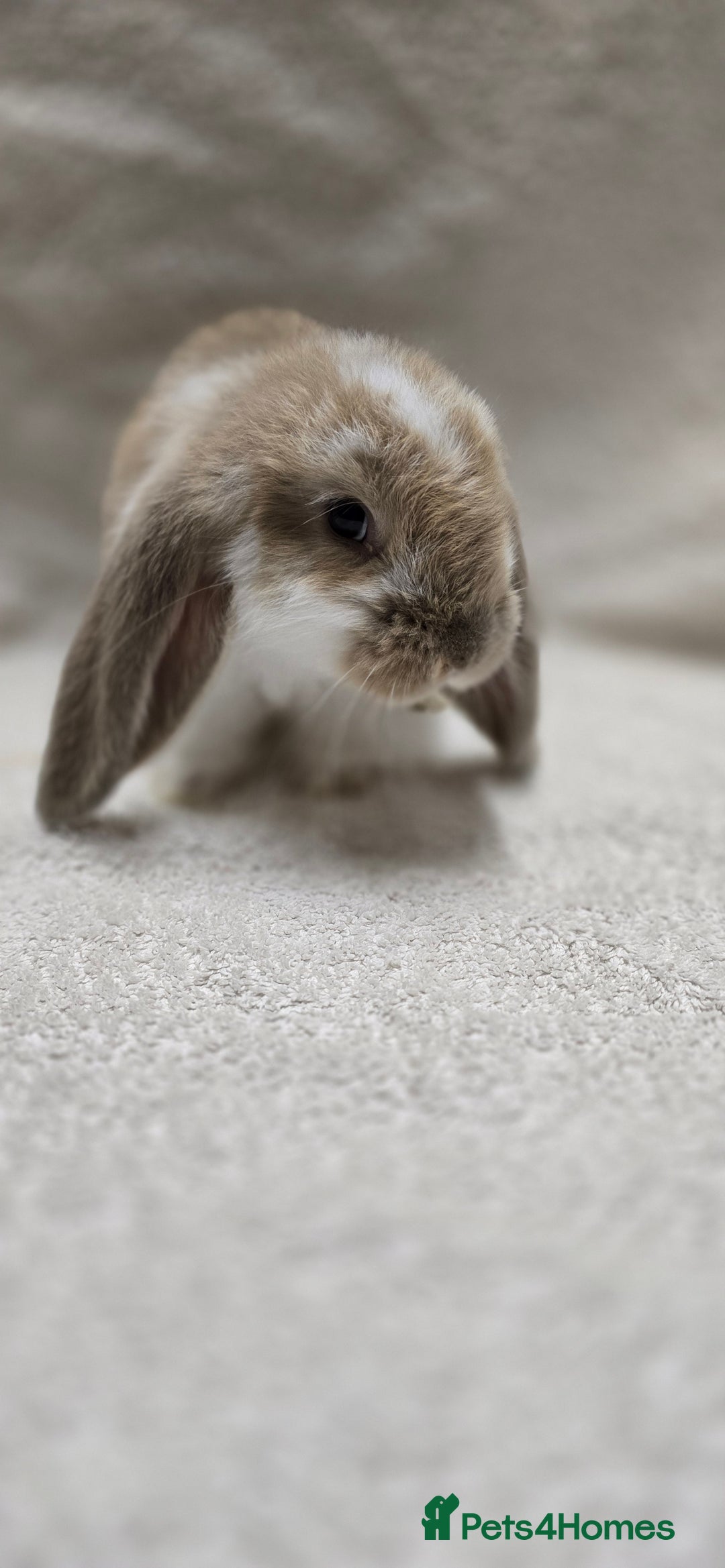 French Lop rabbits for sale: Beautiful French Lop Bunnies - Image 18