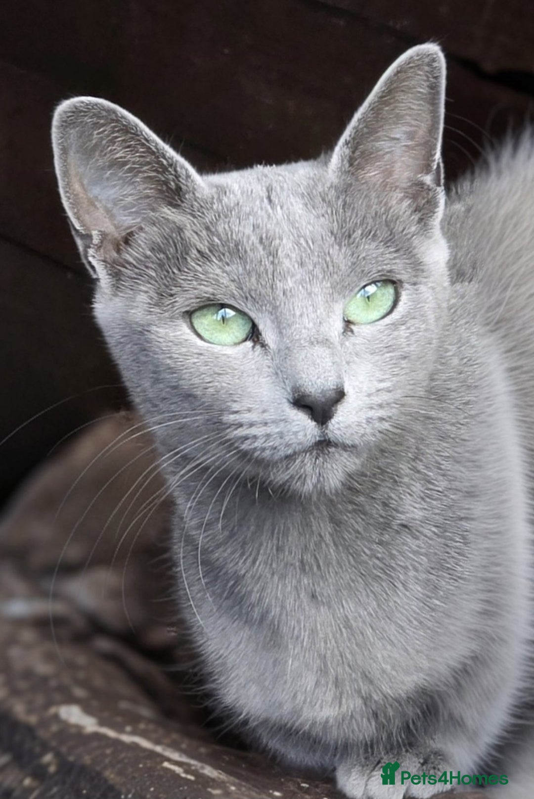 Russian Blue cats for sale: GCCF ACTIVE RUSSIAN QUEEN - Advert 6