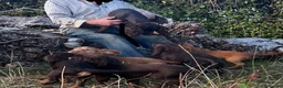 Sprocker dogs for sale: 5 beautiful sprocker puppies ready to collect  in South Molton - Advert 38