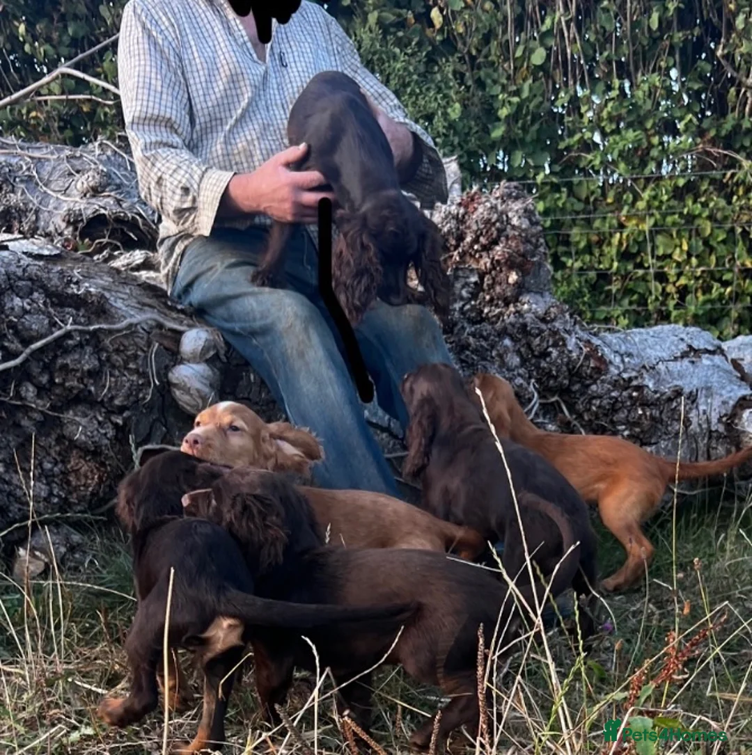 Sprocker dogs for sale: 5 beautiful sprocker puppies ready to collect  in South Molton - Advert 38
