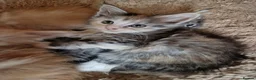 Mixed Breed cats for sale: mix Mainecoon - female - Advert 17