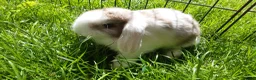 Mini Lop rabbits for sale: Gorgeous Mini Lops  - Advert 7