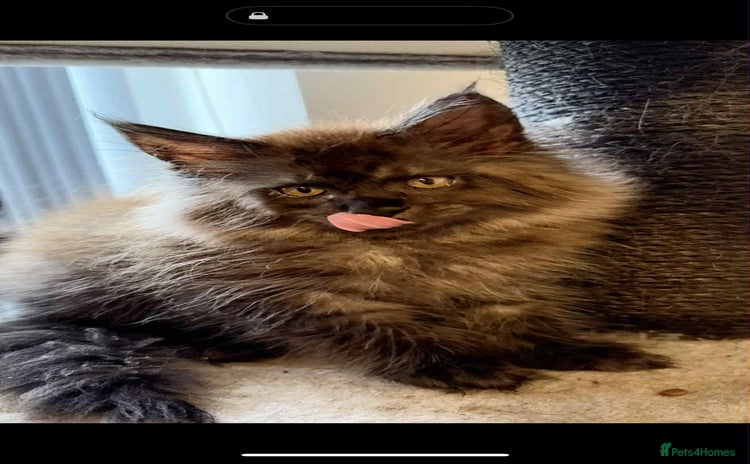 Maine Coon cats - Advert 8