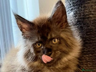 Maine Coon cats - Advert 1