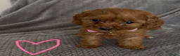 Cavapoo dogs for sale: F1 Cavapoo puppies. Boys and Girls available  - Advert 18