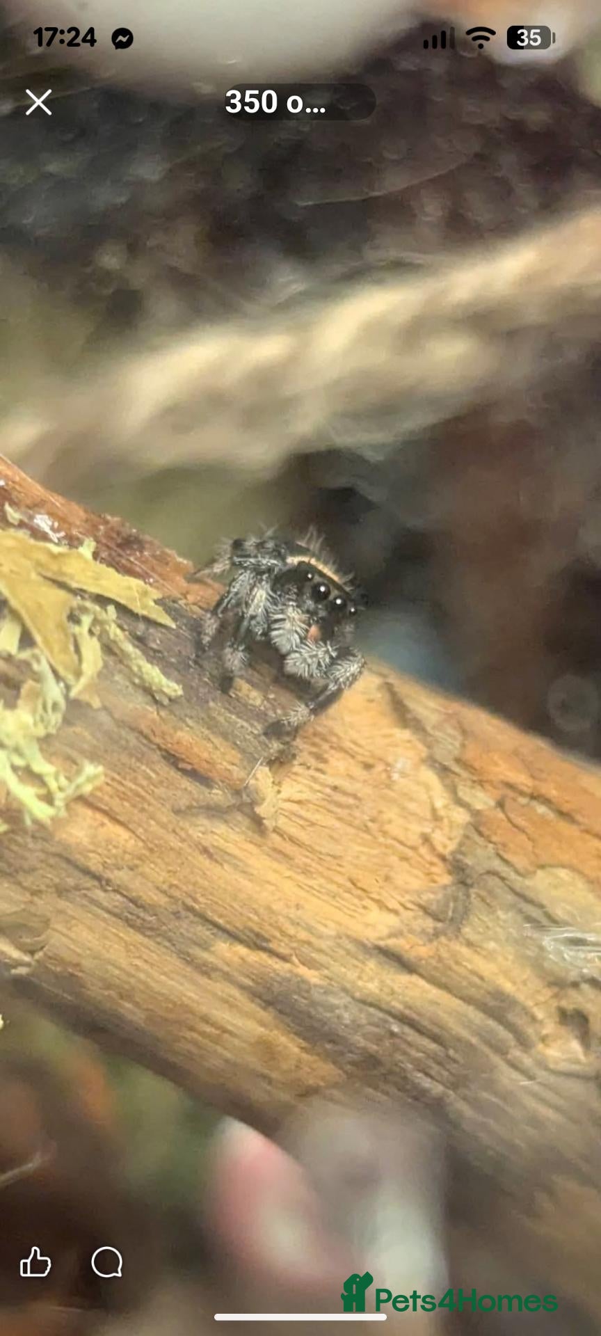 Spiders invertebrates Bahama jumping spider, female - Advert 1